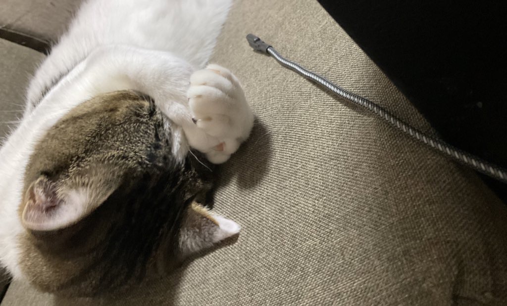 ネコスタグラム