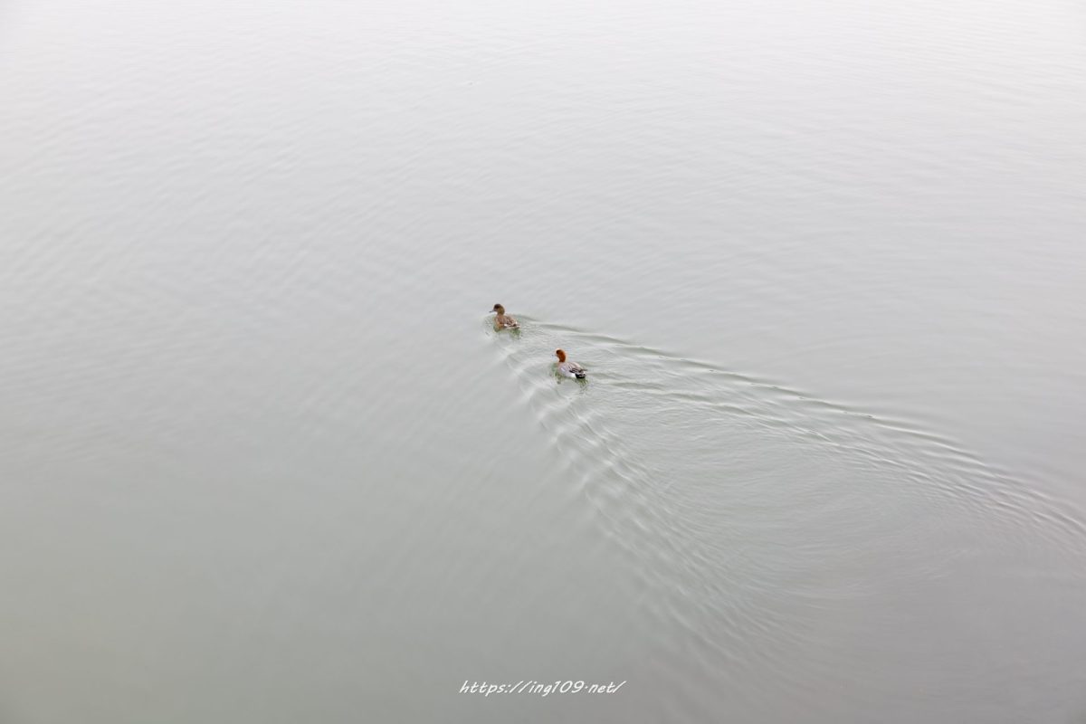 桜切る馬鹿、梅切らぬ馬鹿