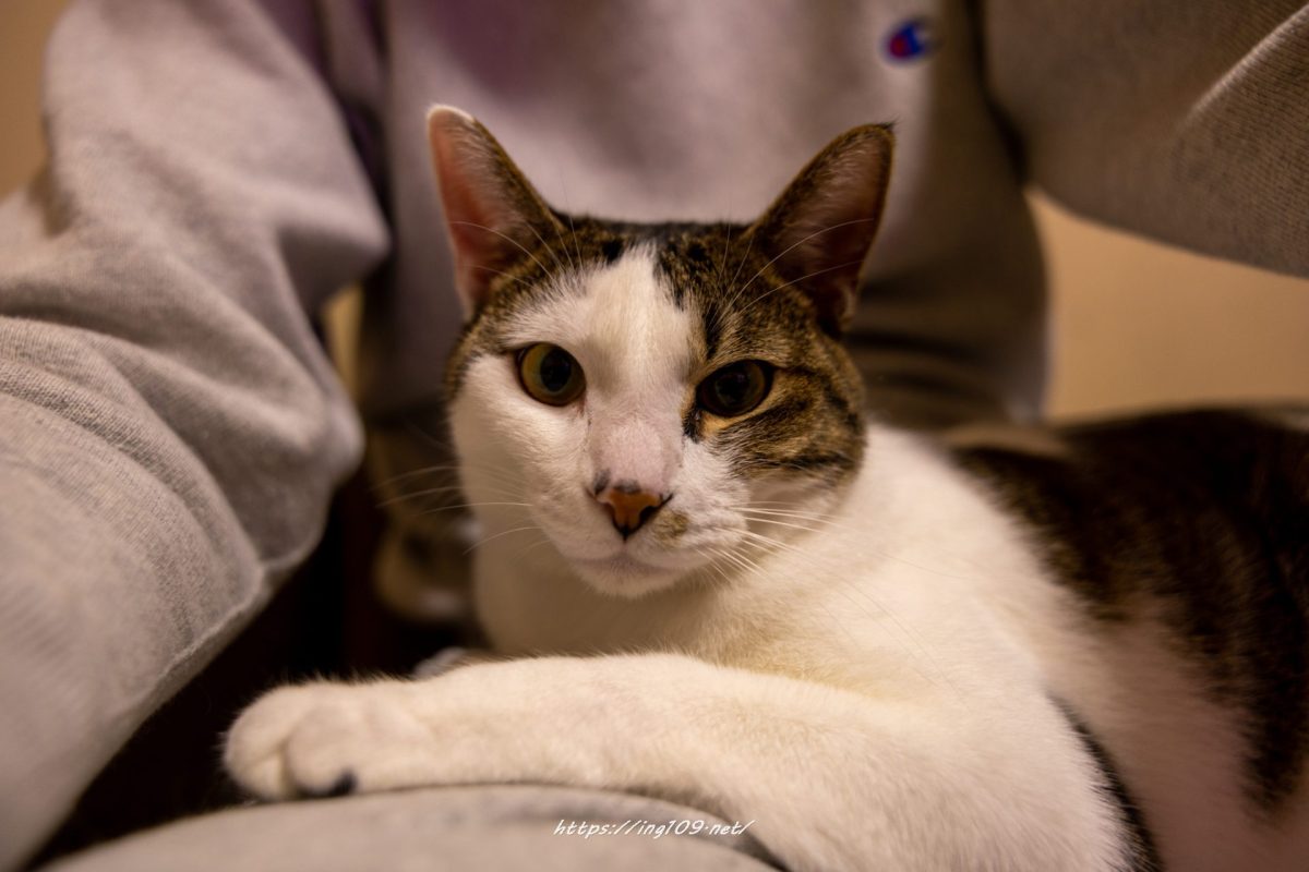 たくらだ猫の隣歩き