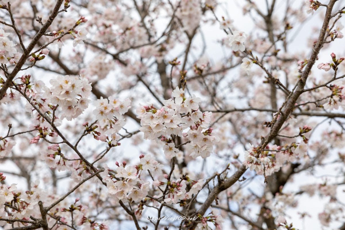 酒なくて何の己が桜かな
